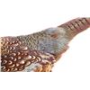 Image 11 : Taxidermy Pheasant Mounted On Antler