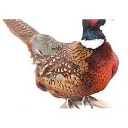 Taxidermy Pheasant Mounted On Antler