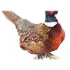 Image 1 : Taxidermy Pheasant Mounted On Antler