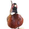 Image 3 : Taxidermy Pheasant Mounted On Antler