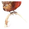 Image 4 : Taxidermy Pheasant Mounted On Antler