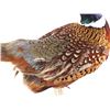Image 5 : Taxidermy Pheasant Mounted On Antler