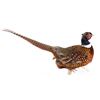 Image 6 : Taxidermy Pheasant Mounted On Antler
