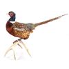 Image 8 : Taxidermy Pheasant Mounted On Antler