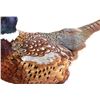 Image 9 : Taxidermy Pheasant Mounted On Antler