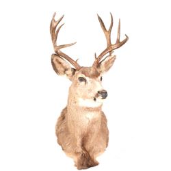 Trophy Mule Deer Shoulder Mount