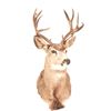 Image 1 : Trophy Mule Deer Shoulder Mount