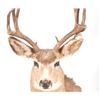 Image 2 : Trophy Mule Deer Shoulder Mount