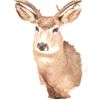 Image 3 : Trophy Mule Deer Shoulder Mount