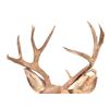 Image 4 : Trophy Mule Deer Shoulder Mount