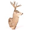 Image 5 : Trophy Mule Deer Shoulder Mount