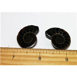 LOT OF 2 AMMONITE FOSSIL