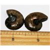 Image 2 : LOT OF 2 AMMONITE FOSSIL