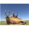 Image 3 : WILD WILDEBEEST SAFARIS - South Africa | 1 Kudu & 1 Nyala