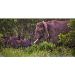 Black Rhino Vita Dart Safari for 2 people for a 3-night stay | ZULU NYALA GAME RESERVE-SOUTH AFRICA