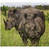 Image 2 : Black Rhino Vita Dart Safari for 2 people for a 3-night stay | ZULU NYALA GAME RESERVE-SOUTH AFRICA