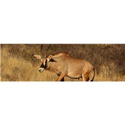 AFRICA MAXIMUM SAFARIS - North West Province, South Africa | 1 Sable and 1 Roan