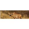 Image 1 : AFRICA MAXIMUM SAFARIS - North West Province, South Africa | 1 Sable and 1 Roan