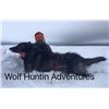 Image 1 : WOLF HUNTIN’ ADVENTURES | Wolf Hunt for Two Hunters