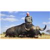 Image 3 : NUMZAAN SAFARIS | Cape Buffalo Safari for 2 Hunters