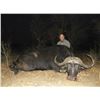 Image 4 : NUMZAAN SAFARIS | Cape Buffalo Safari for 2 Hunters
