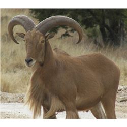 MORANI RIVER RANCH - TEXAS |  Aoudad