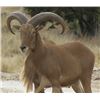Image 1 : MORANI RIVER RANCH - TEXAS |  Aoudad