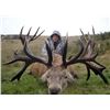 Image 1 : LEITHEN VALLEY TROPHY HUNTS - South Island, New Zealand | Red Stag to 340 SCI |  Coppersmith Package
