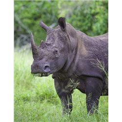 White Rhino Vita Dart Safari for 2 people for a 2-night stay | ZULU NYALA GAME RESERVE-SOUTH AFRICA