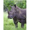 Image 1 : White Rhino Vita Dart Safari for 2 people for a 2-night stay | ZULU NYALA GAME RESERVE-SOUTH AFRICA