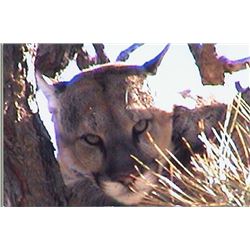 WILD SPIRIT GUIDE SERVICE - Wyoming or Montana | Mountain Lion