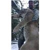 Image 5 : WILD SPIRIT GUIDE SERVICE - Wyoming or Montana | Mountain Lion