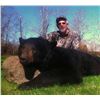 Image 4 : DUCK MOUNTAIN OUTFITTERS | Bear Hunt