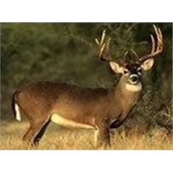 IOWA WHITETAIL HUNT