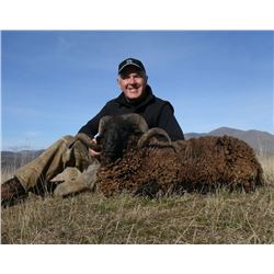 Bull Tahr & Arapawa Ram | DEERBROOKE SAFARIS - NEW ZEALAND
