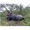 Image 6 : CAZA Y SAFARIS – BLACKBUCK, FERAL RAM, AND WILD BOAR | 4-Day hunt in Argentina for 1 hunter