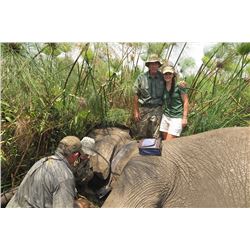 BUFFALO HUNT AND ELEPHANT COLLARING WITH IVAN CARTER