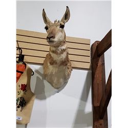 MOUNTED ANTELOPE
