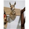 Image 1 : MOUNTED ANTELOPE