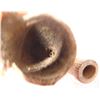 Image 8 : Pre-Historic African Pipe
