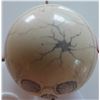 Image 7 : Scrimshaw Cue Ball