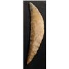 Image 6 : Large Danish Flint Crescent w/Jackson COA
