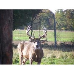 Two Day Whitetail Buck Hunt for One Hunter and One Observer 160" to 170"
