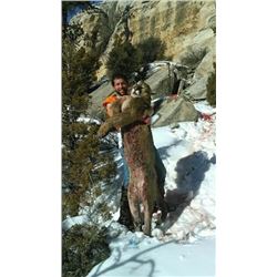 Six Day Mountain Lion Hunt for One
