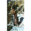 Image 1 : Six Day Mountain Lion Hunt for One
