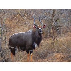 Five Day Trophy Nyala Hunt per hunter for two hunters and two non-hunters
