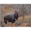Image 1 : Five Day Trophy Nyala Hunt per hunter for two hunters and two non-hunters
