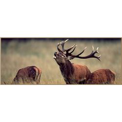 Four Day Hunt for One for a Silver Medal Red Stag