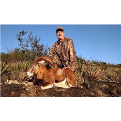 Three Day, Two Night Hunt for Red Sheep and Axis Deer