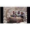 Image 1 : Five to Six Day Hunt for Mid Asian Ibex for One or Two Hunters